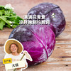 生态紫甘蓝 | 绿家自产*ecological cabbage | Self-production 商品缩略图0