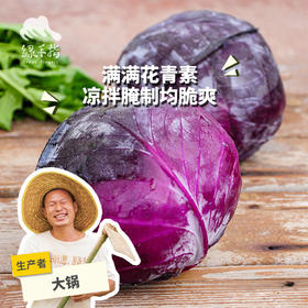 生态紫甘蓝 | 绿家自产*ecological cabbage | Self-production