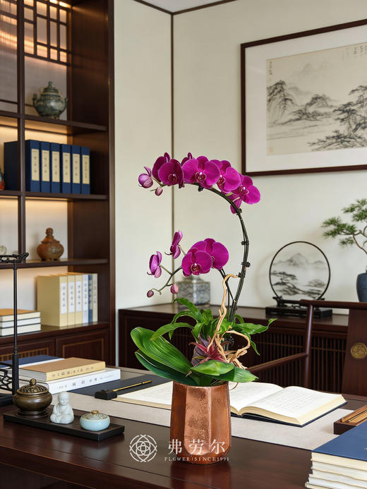棕盆蝴蝶兰 商品图0