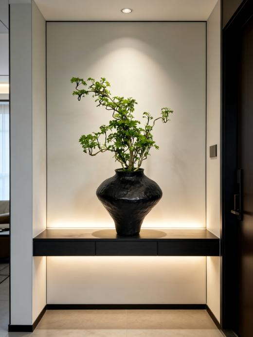 福禄桐 商品图1