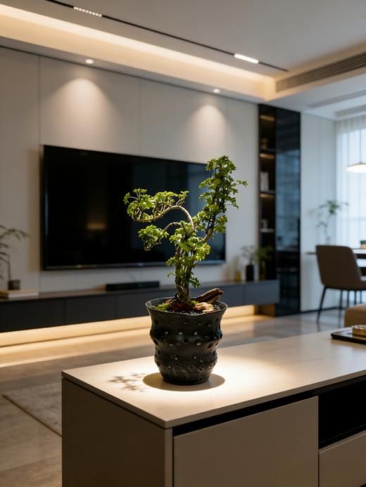 福禄桐 商品图0