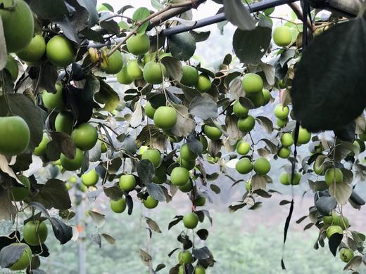 雪丽蜜枣 商品图5