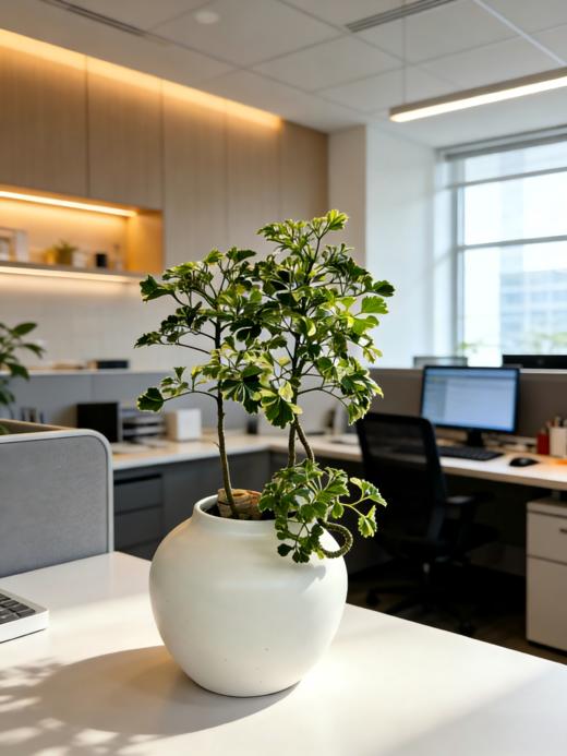 花叶芹叶福禄桐 商品图1