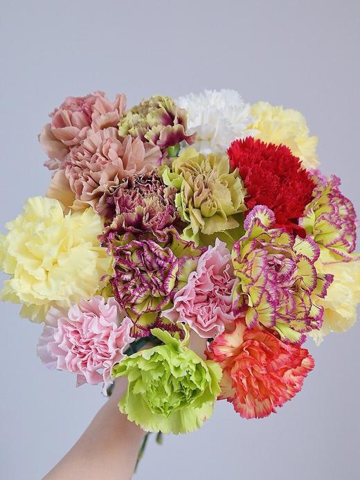 混色康乃馨 商品图3