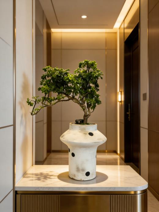 福禄桐 商品图1