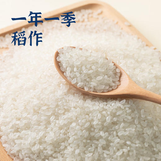 袁谷(长粒香米) 5kg 商品图4