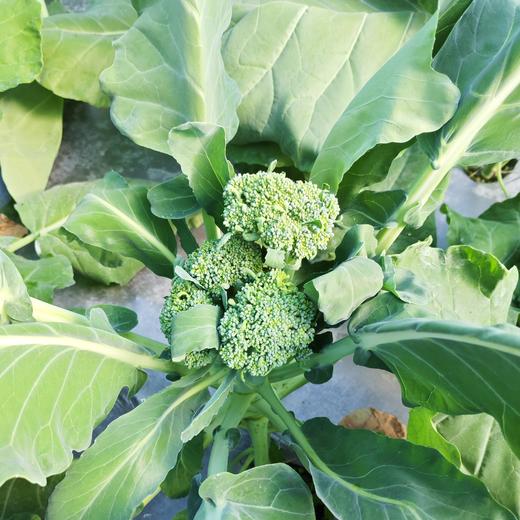 生态西蓝苔（福建） | 合作生产*  Eco-broccolini| Partner Production 商品图3