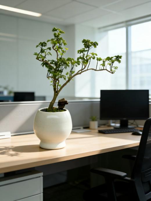 福禄桐 商品图2