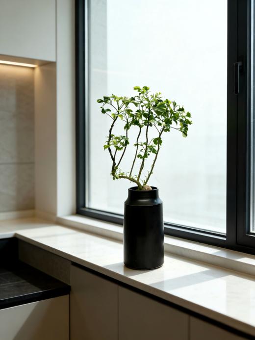 花叶芹叶福禄桐 商品图1