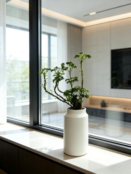 福禄桐 商品图0