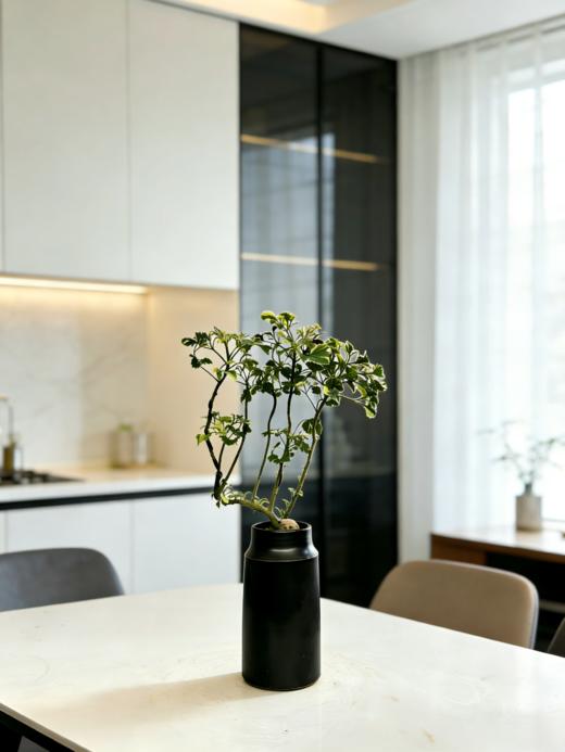 花叶芹叶福禄桐 商品图2