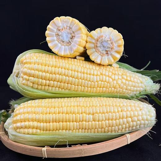 【社群团购】太阳甜玉米【4根装】【BJ】 商品图0