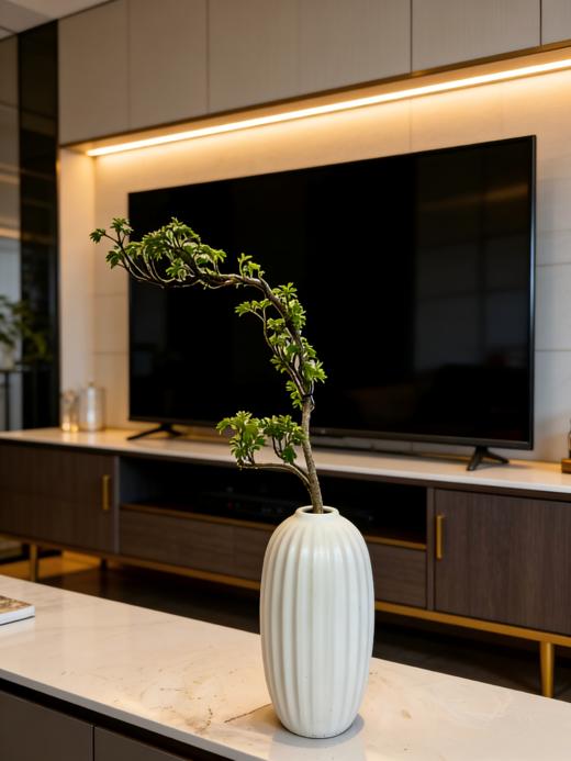 福禄桐 商品图3