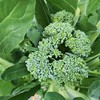 生态西蓝苔（福建） | 合作生产*  Eco-broccolini| Partner Production 商品缩略图1