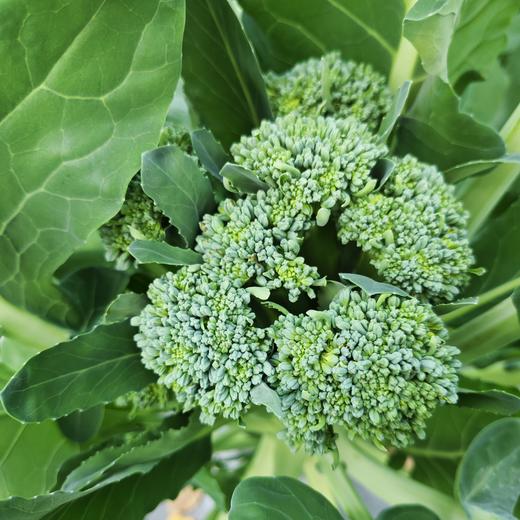 生态西蓝苔（福建） | 合作生产*  Eco-broccolini| Partner Production 商品图1