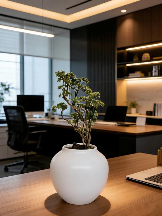 福禄桐 商品图1