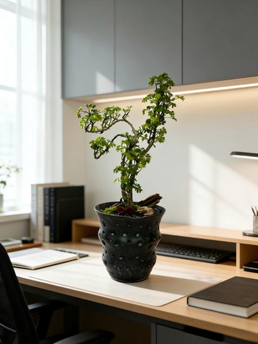 福禄桐 商品图2