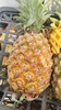【社群团购】海南牛奶豆浆凤梨【1个装约3斤】【BJ】 商品缩略图0