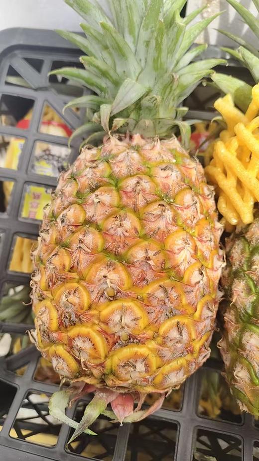 【社群团购】海南牛奶豆浆凤梨【1个装约3斤】【BJ】 商品图0