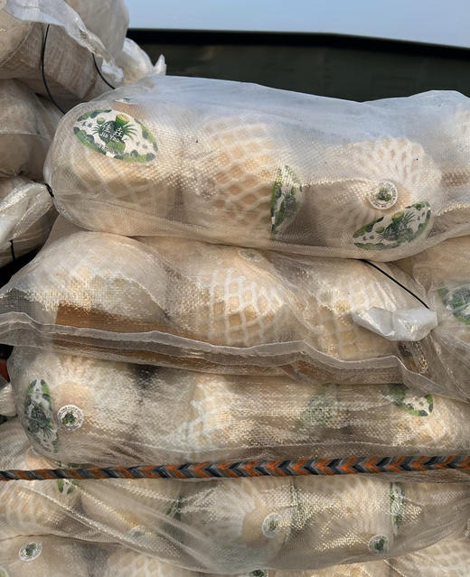 泰国佳垚青椰 椰子 商品图3