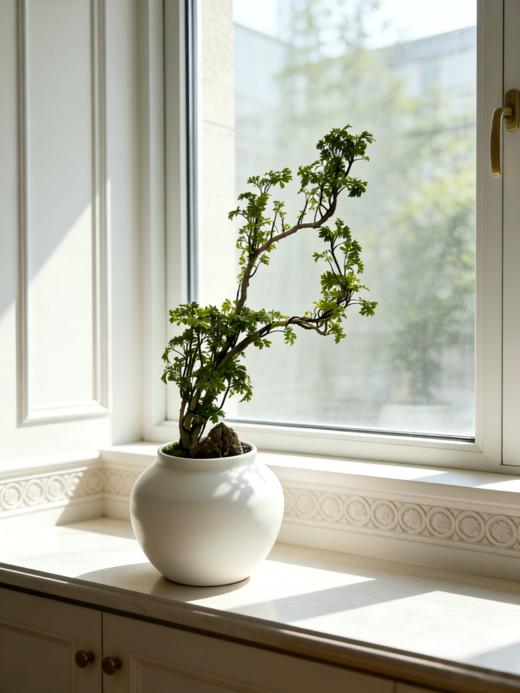 福禄桐 商品图0