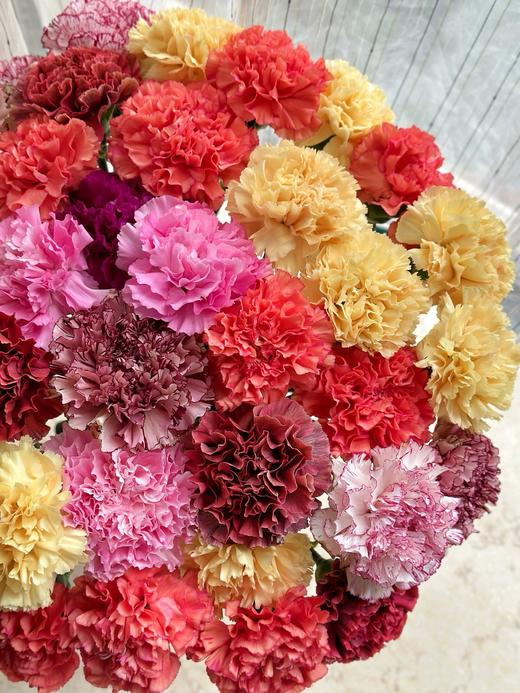 混色康乃馨 商品图5