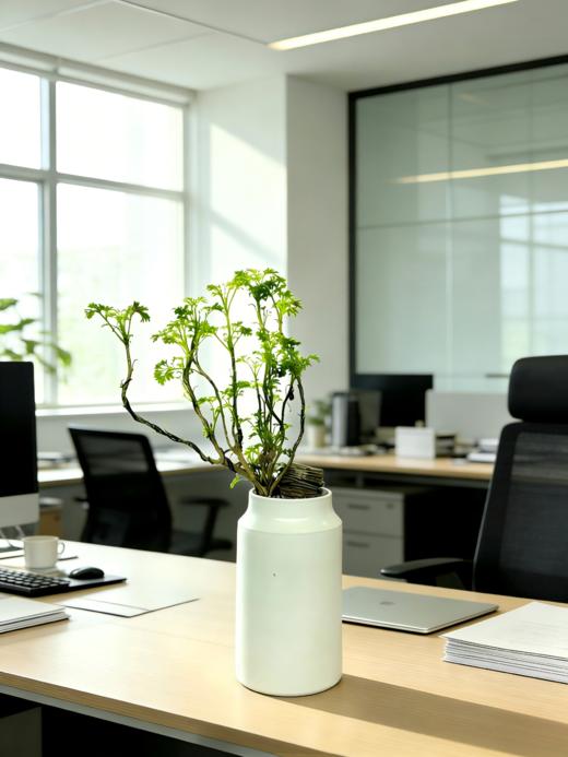 福禄桐 商品图1