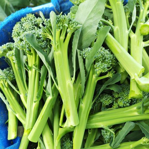 生态西蓝苔（福建） | 合作生产*  Eco-broccolini| Partner Production 商品图2