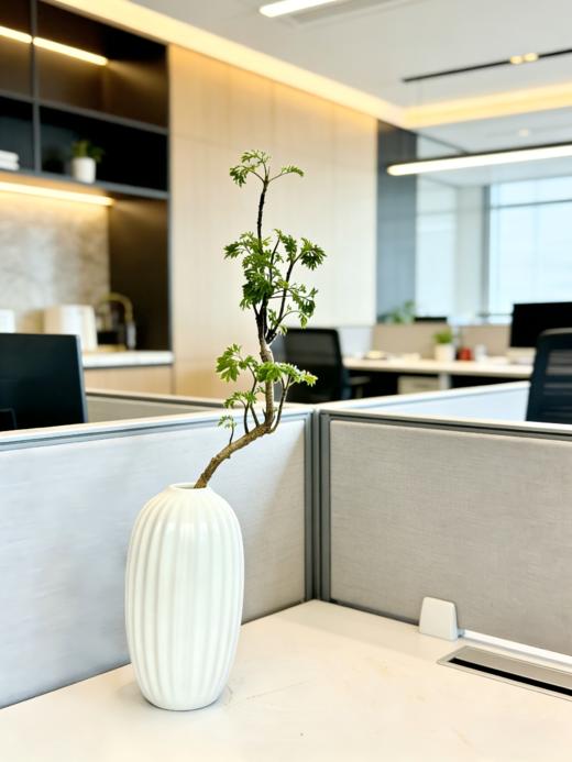 福禄桐 商品图0