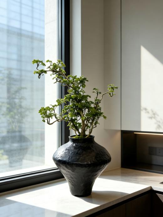 福禄桐 商品图2