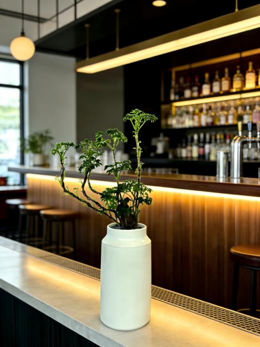 福禄桐 商品图2