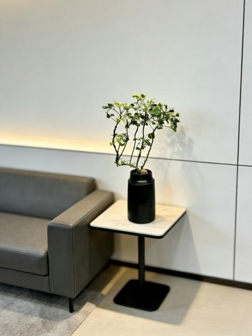 花叶芹叶福禄桐 商品图0