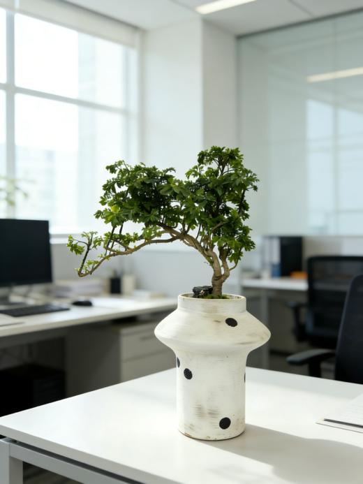 福禄桐 商品图0