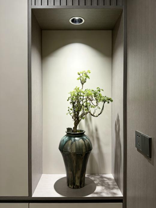 福禄桐 商品图1