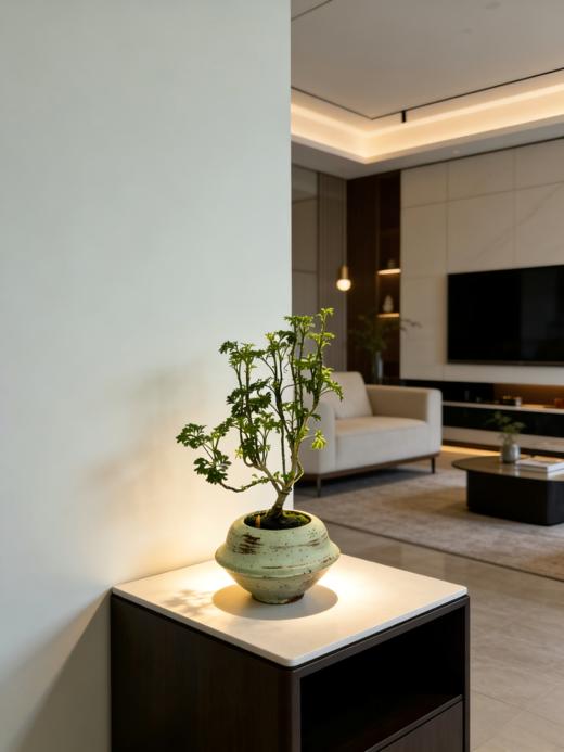 福禄桐 商品图0