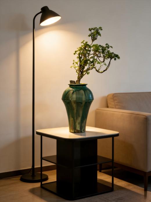 福禄桐 商品图2