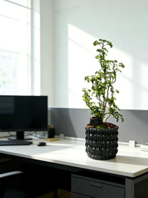 福禄桐 商品图1