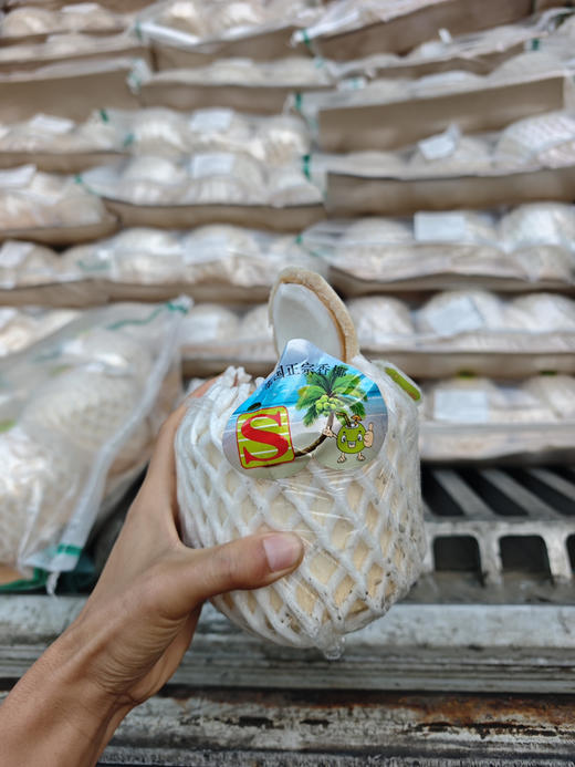 泰国佳垚青椰 椰子 商品图6