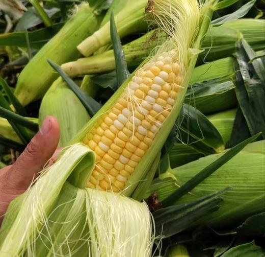 【社群团购】太阳甜玉米【4根装】【BJ】 商品图2