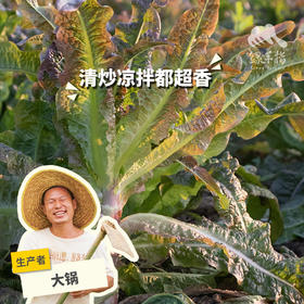 生态莴笋（一件包邮；丰产特惠8折） | 绿家自产* ecological lettuce | Self-production