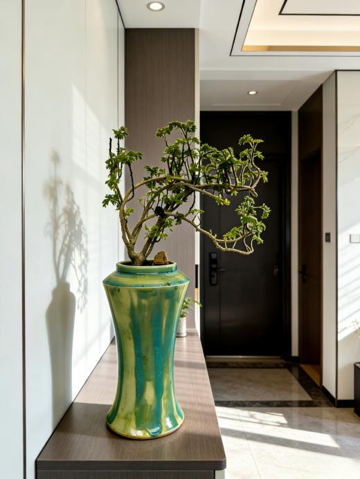 福禄桐 商品图2