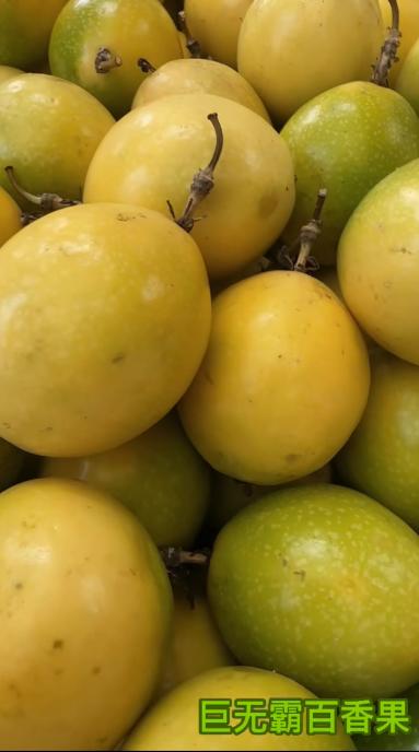 巨无霸百香果 商品图0