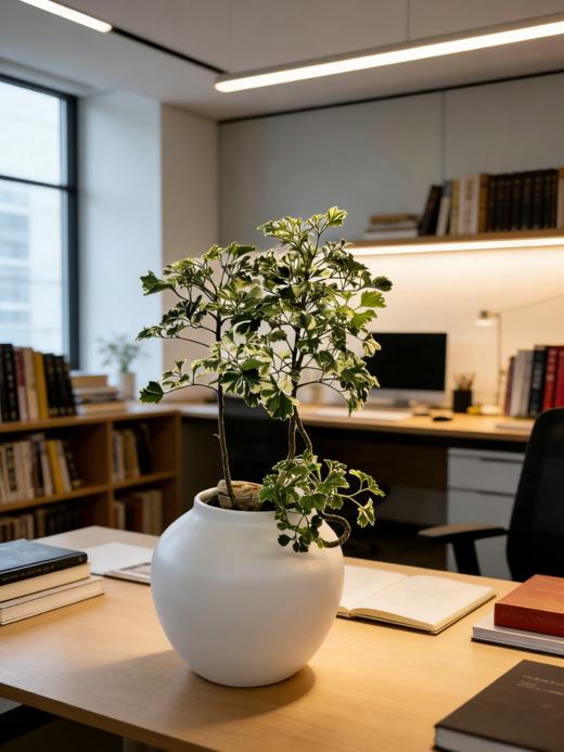 花叶芹叶福禄桐 商品图2