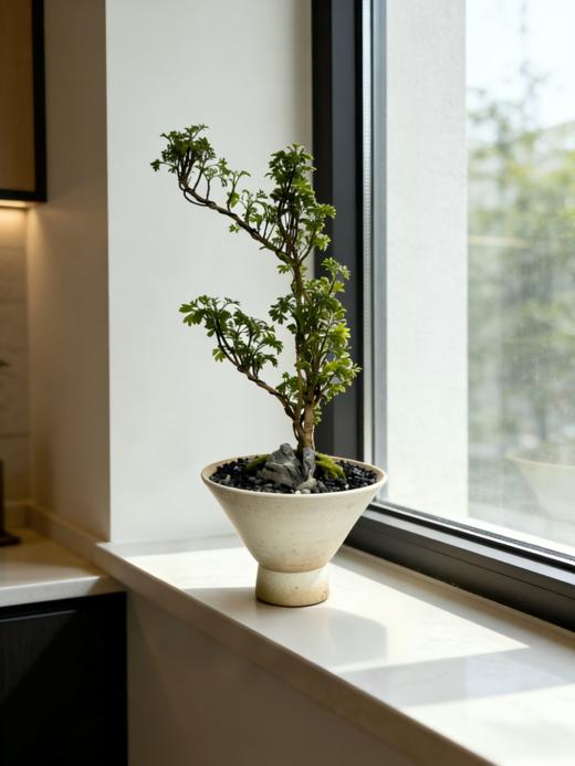 福禄桐 商品图0