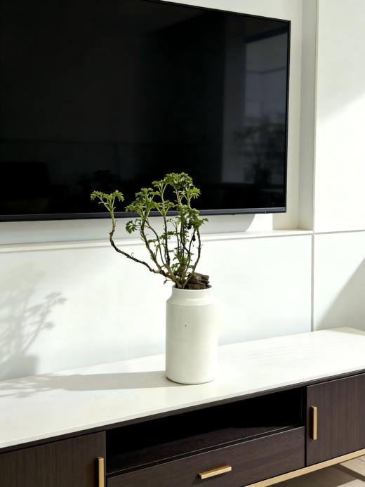 福禄桐 商品图2