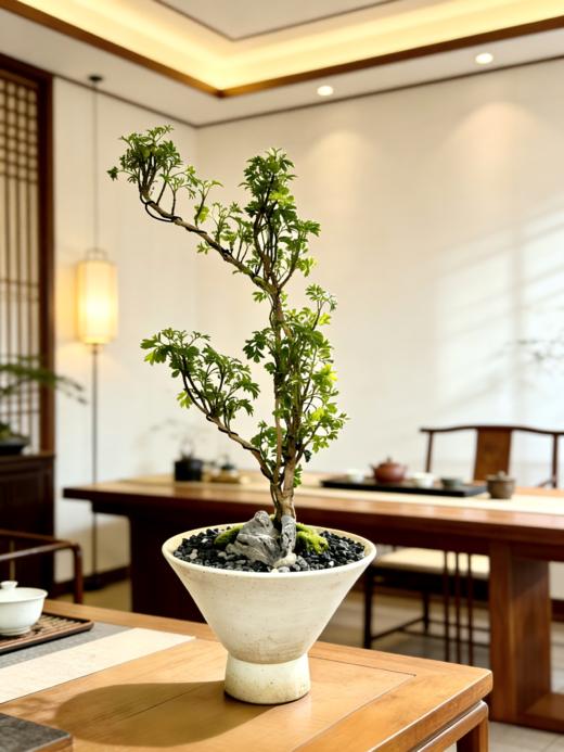 福禄桐 商品图2