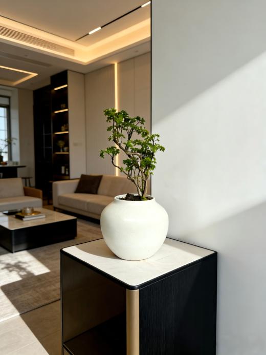 福禄桐 商品图2