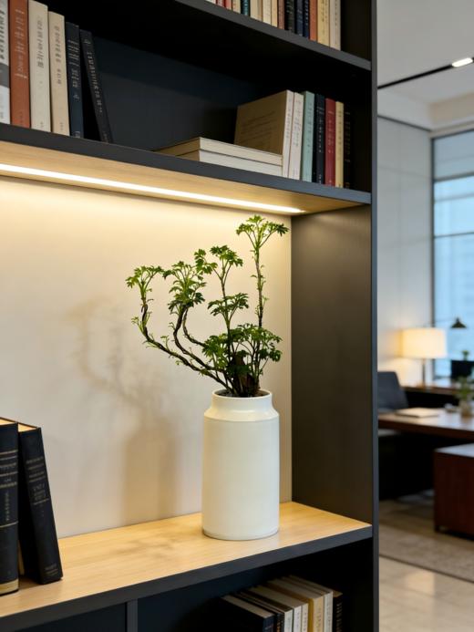 福禄桐 商品图1