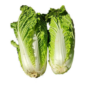 皱叶青菜大白菜