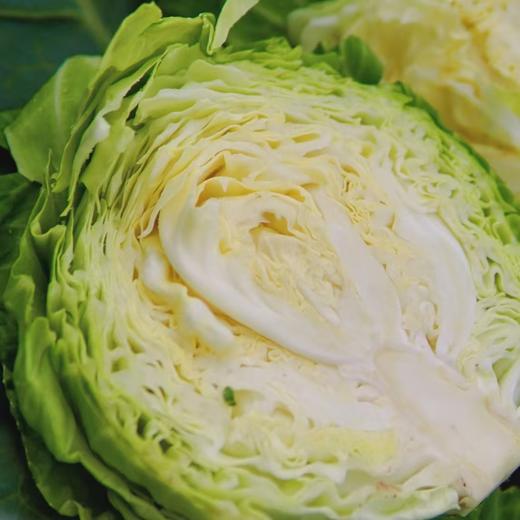 【时令蔬菜】包心菜 1500g 润肠通便减脂不胀气 商品图2